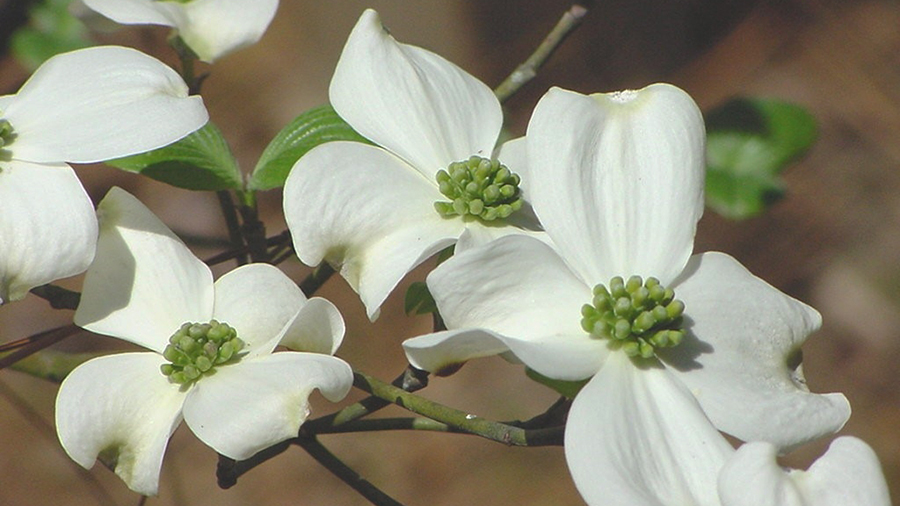 Flowering Dogwood, Cornus florida, add a splash of white color to the tree canopy in mid-spring.