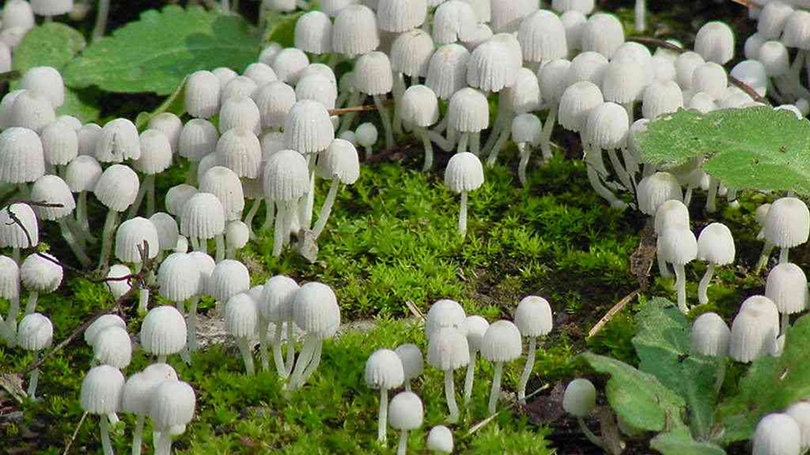 In the fall, Non-inky Coprinus Mushrooms, Coprinus disseminatus, assist with the decomposition of wood, dung and forest litter.