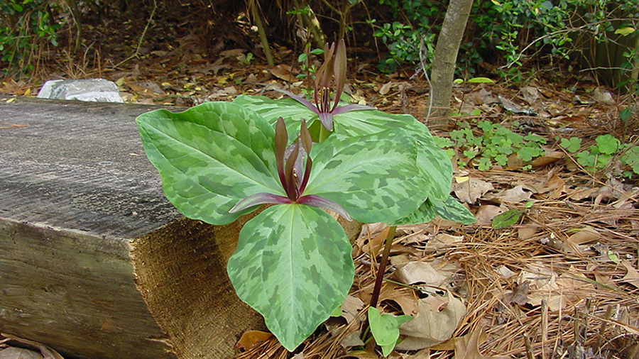 The showy leaves of the trillium sprout in late winter or early spring among the fallen leaves.