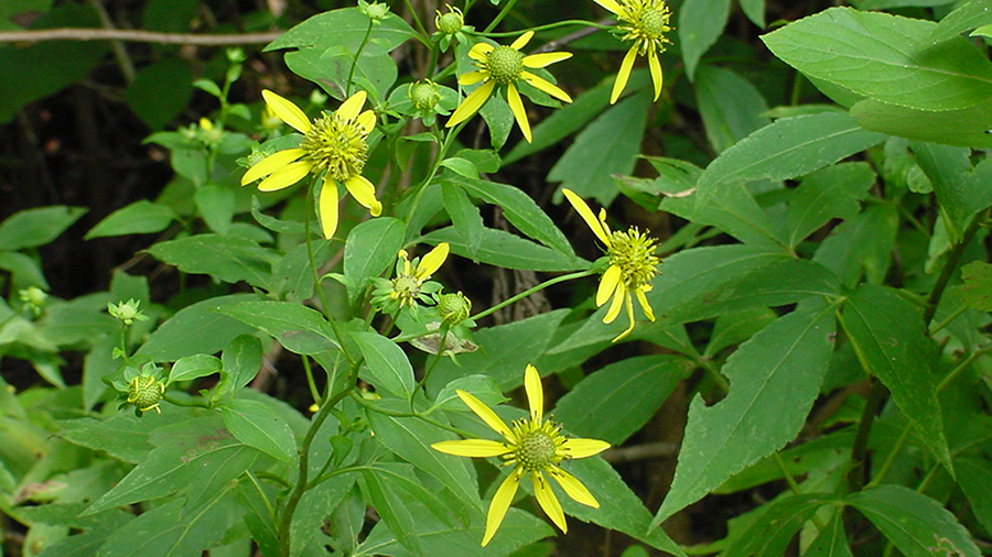 In summer, find the bright Cutleaf Coneflowers, Rudbeckia laciniata, along the Walker Branch and Wetland trails.