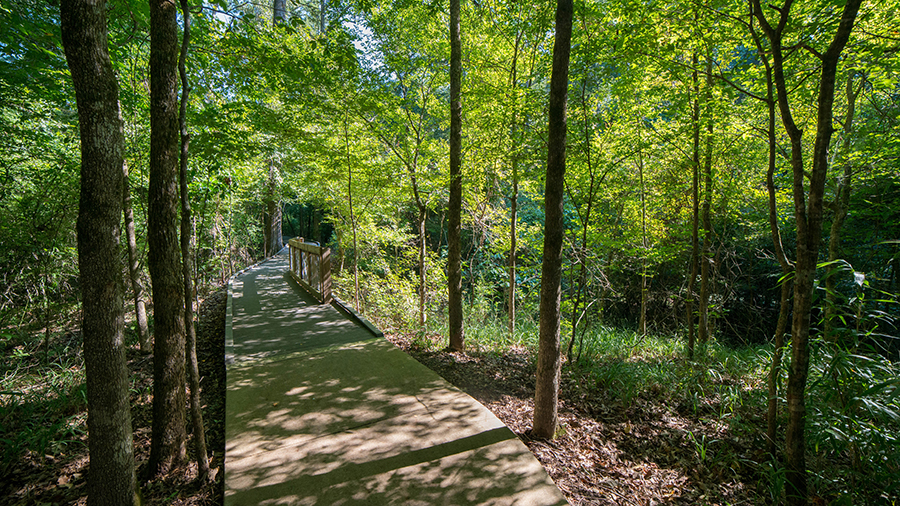 Take a summer stroll along the Bald Cypress Trail and enjoy the shade of the many species of deciduous trees along the path.