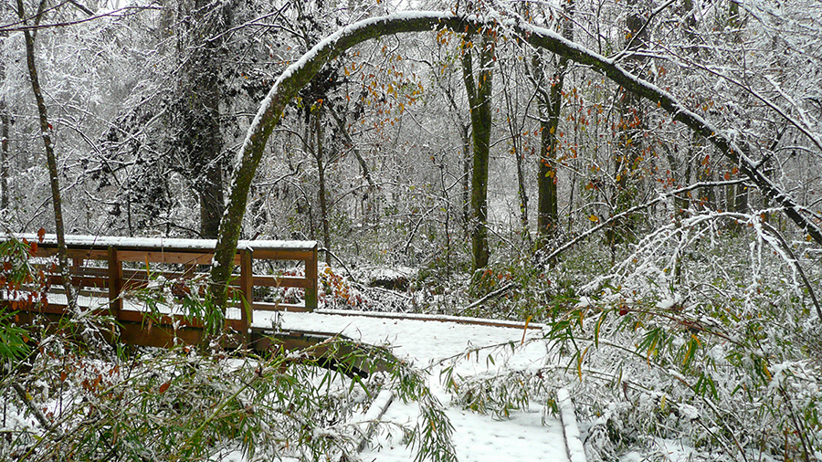 Snow comes on occasion to the Arboretum.